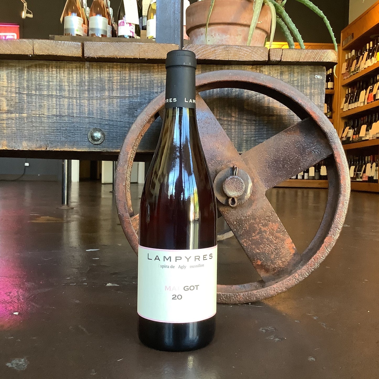 Lampyres 'Margot' Rose 2022